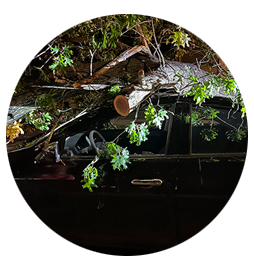 Commercial Tree Trimming