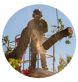 Residential Tree Trimming