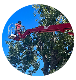 Commercial Tree Trimming